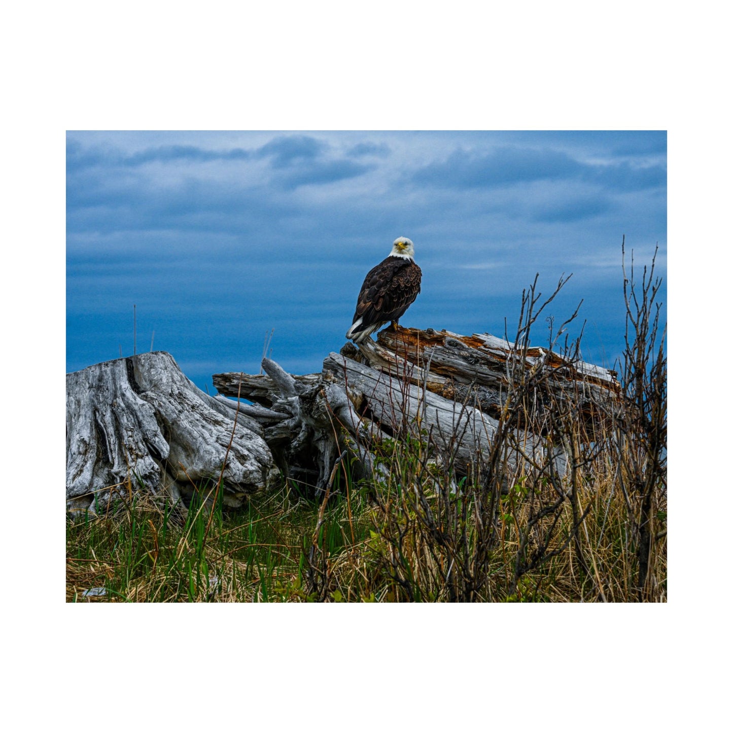 Majestic Eagle Matte Horizontal Poster - Nature Wall Art for Bird Lovers