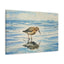 Coastal Bird Canvas Gallery Wrap - Ocean Art Wall Decor