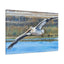 Pelican Canvas Gallery Wrap - Coastal Art for Home Decor