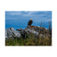 Majestic Eagle Matte Horizontal Poster - Nature Wall Art for Bird Lovers