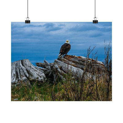 Majestic Eagle Matte Horizontal Poster - Nature Wall Art for Bird Lovers