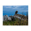 Majestic Eagle Matte Horizontal Poster - Nature Wall Art for Bird Lovers