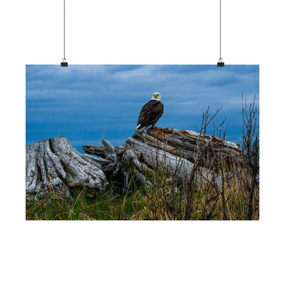 Majestic Eagle Matte Horizontal Poster - Nature Wall Art for Bird Lovers